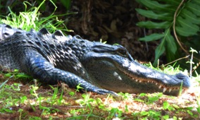 Crocodile Sunning