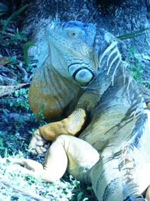 Iguana Close Up