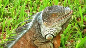 Lizard of the Day #2