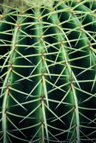 Yellow barrel cactus