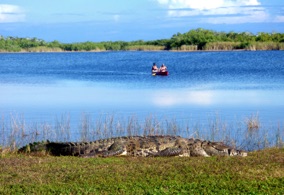 Florida Crocodile #2