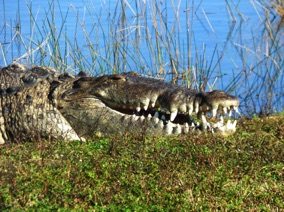 Florida Crocodile #4