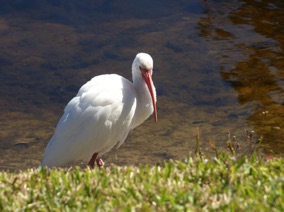 Florida Bird #13