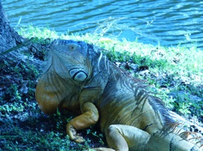 Florida Iguana #1