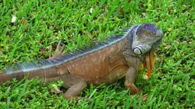 Florida Iguana #2