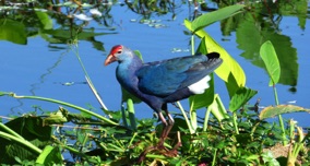 Red-headed-bluebird.jpg