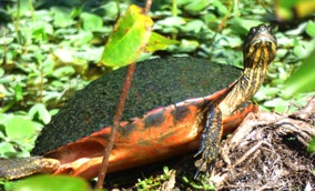Florida Turtle