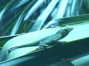 Florida Lizard #1