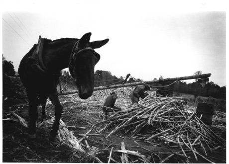 Mike the marching mule