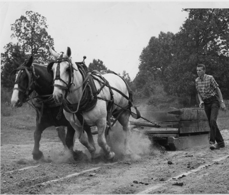 Pulling horses in Ripley